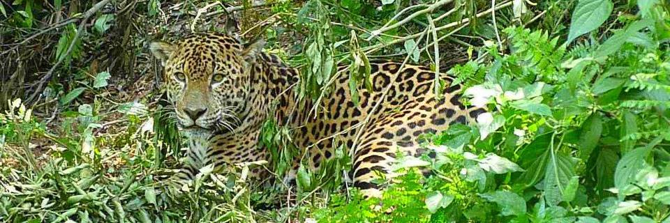 Rodolfo Yanzon banner