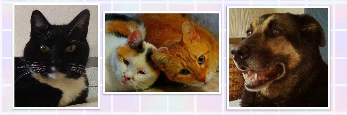 Elizabeth (Children Were Murdered) Rose 💚🏳️‍🌈💙 banner