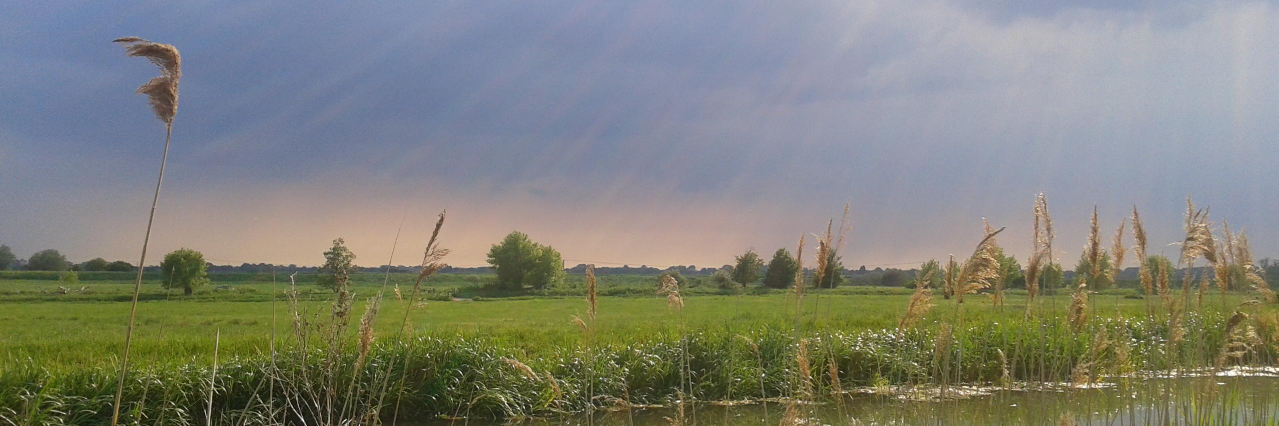 Rose Thorogood banner