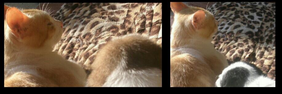 animallover_22's profile banner image
