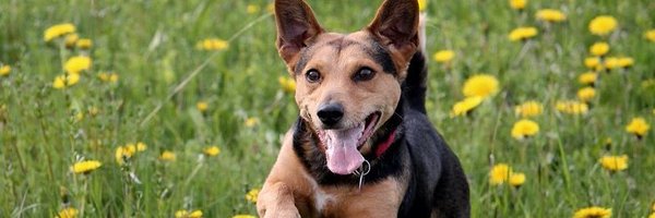 BringFido Profile Banner