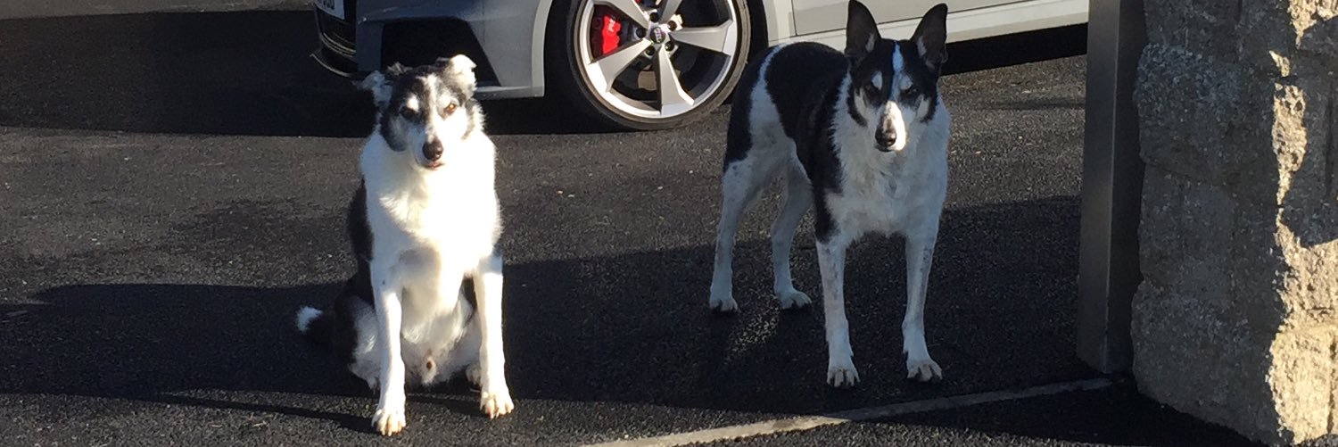 scoobyandpaddy's profile banner image