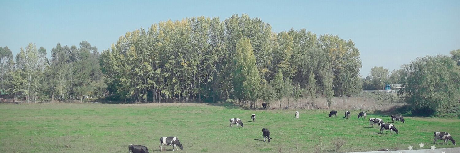NikPereiraChile's profile banner image