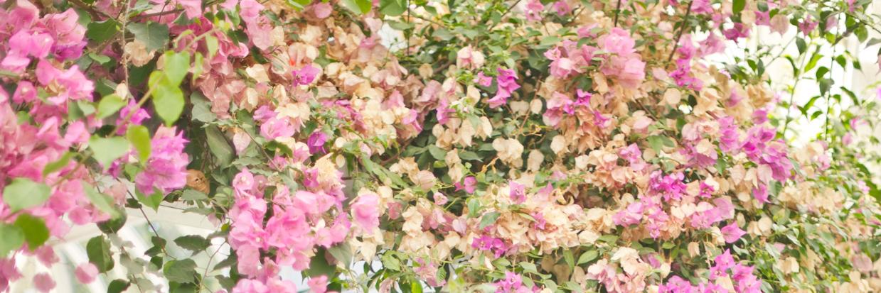 isabellemtle's profile banner image