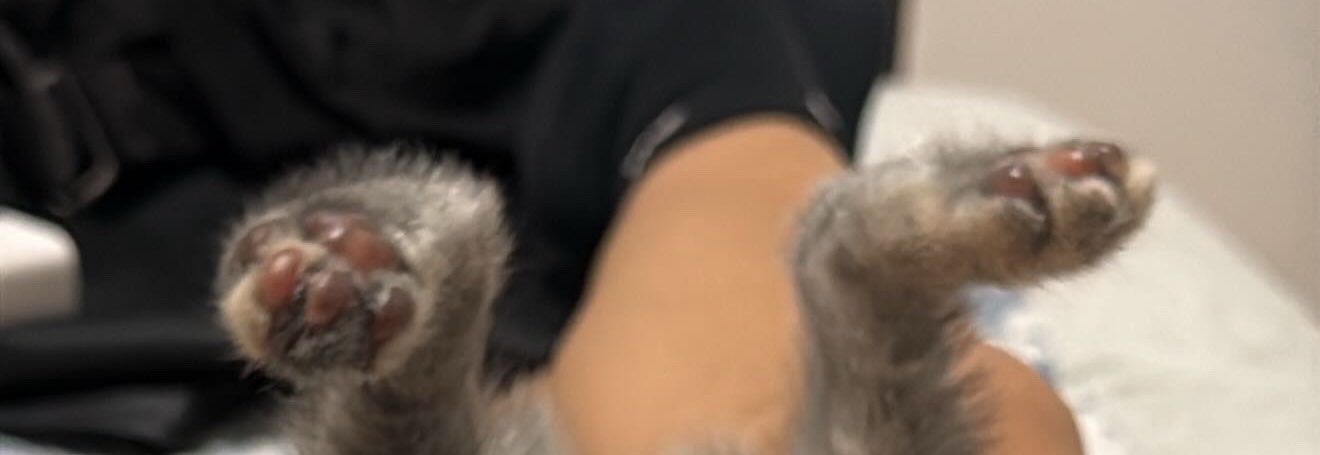 maribritez_'s profile banner image