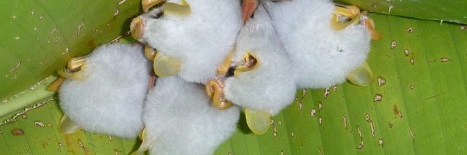 bat_whisperer's profile banner image