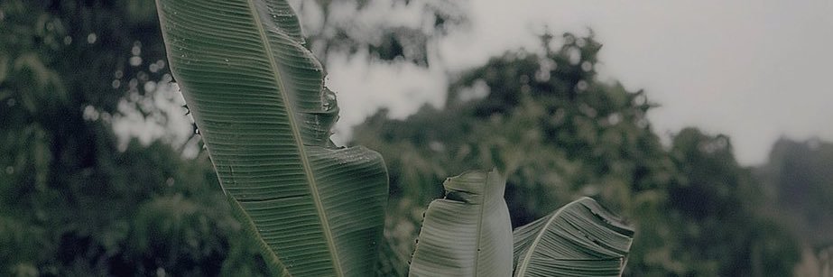 mupizzim's profile banner image