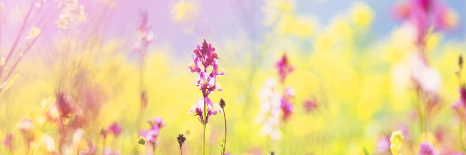 Esmeralda 🌸🌷🌹 banner