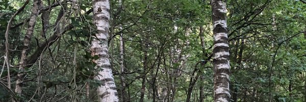 LBNellums Profile Banner