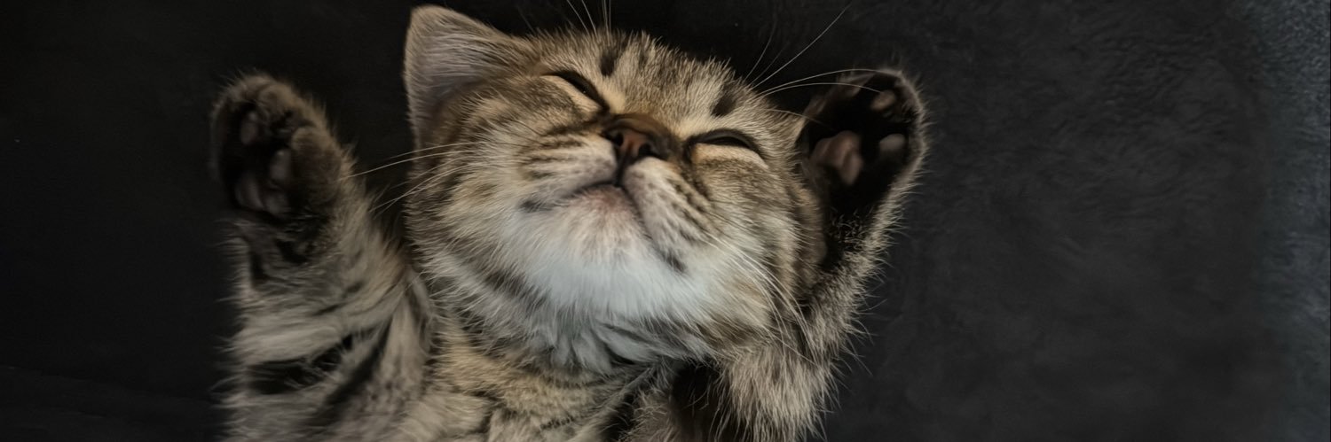 feyzanurray's profile banner image
