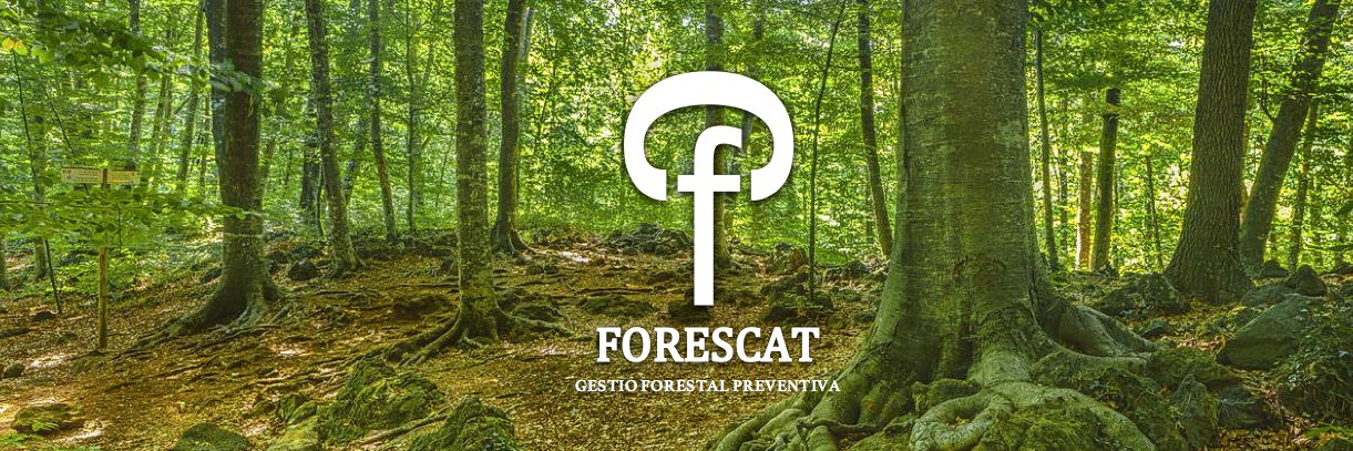 Fores_Cat's profile banner image