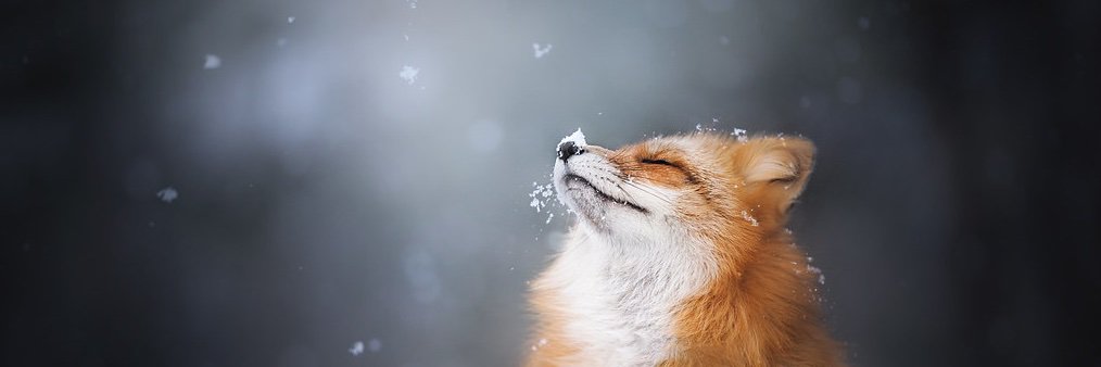 JaneDough__'s profile banner image
