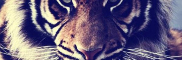 salmaghazy99's profile banner image