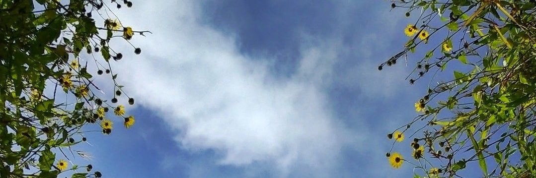 Shroog | شروق banner