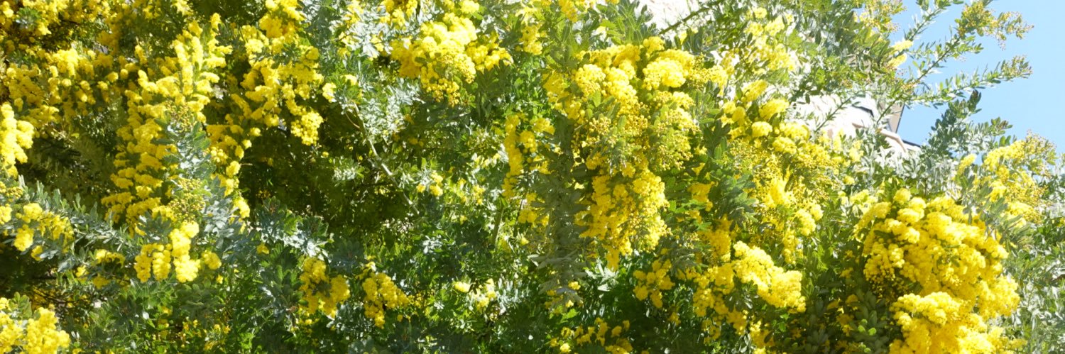 CoCo美漢方 田中 友也です。 banner