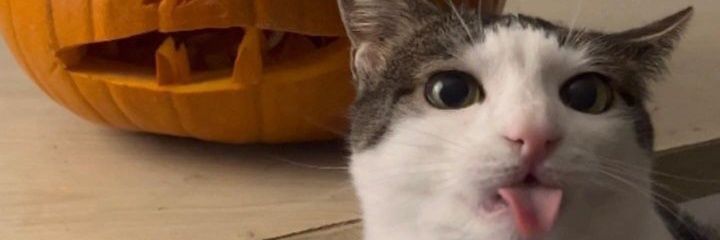 iagoai's profile banner image