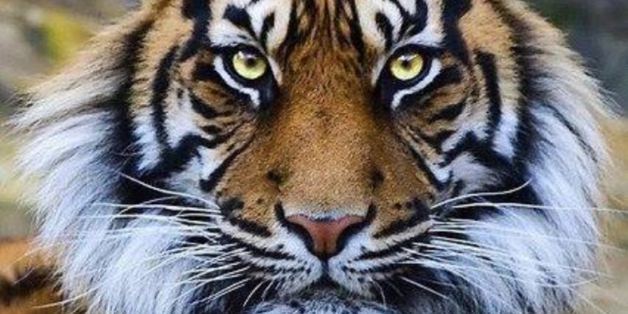 STEPHDRAVES's profile banner image