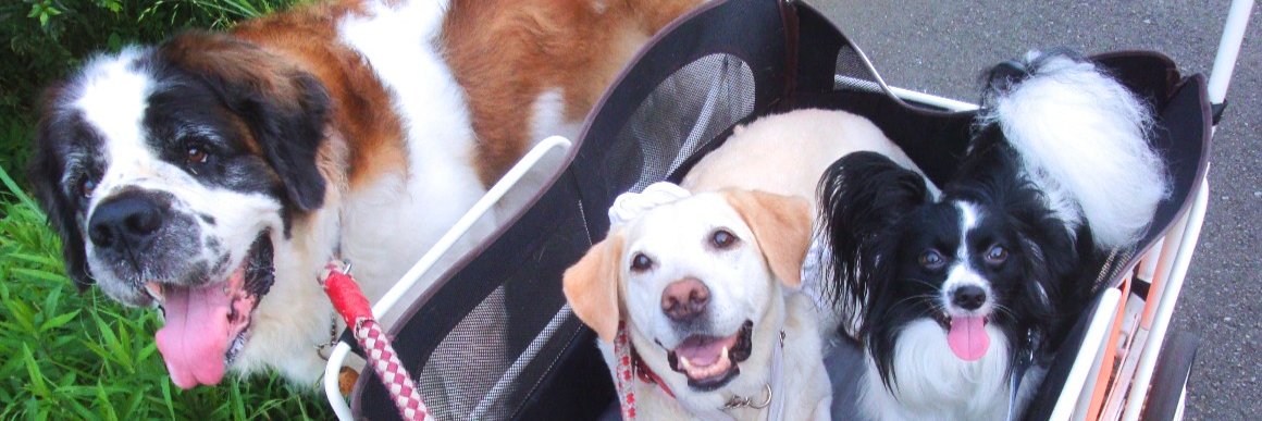 AlphaDogStation's profile banner image