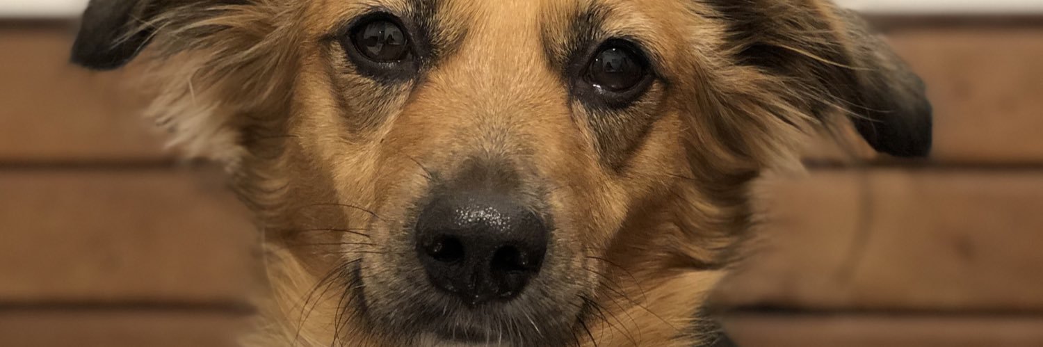 florluuna's profile banner image