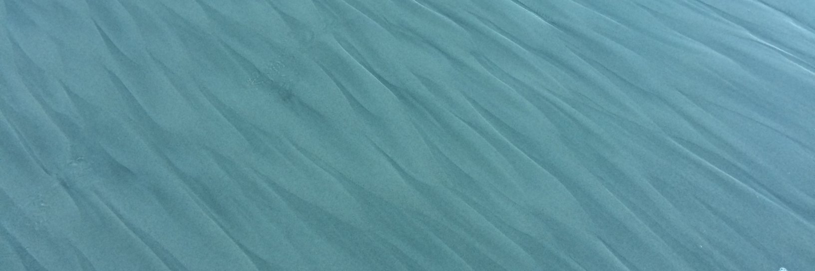 Ann Wilkens banner