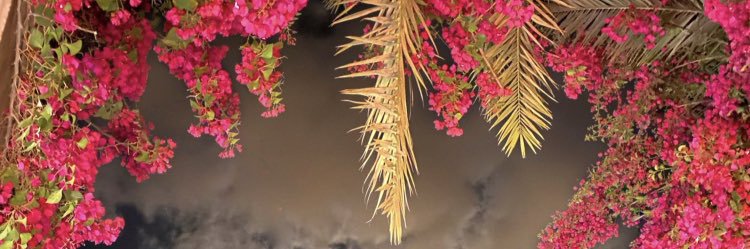 dilorid's profile banner image