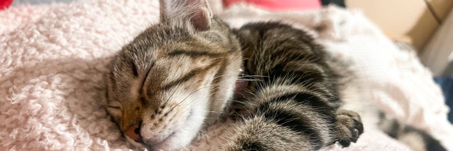 miniaturesylv's profile banner image