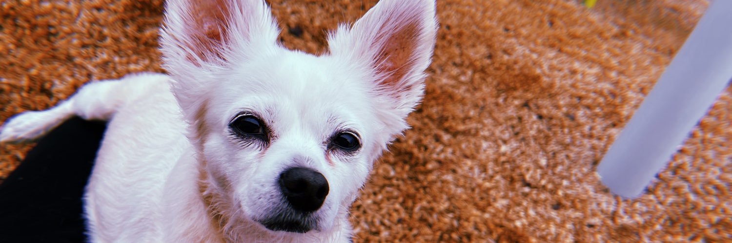 trinna_bean1's profile banner image