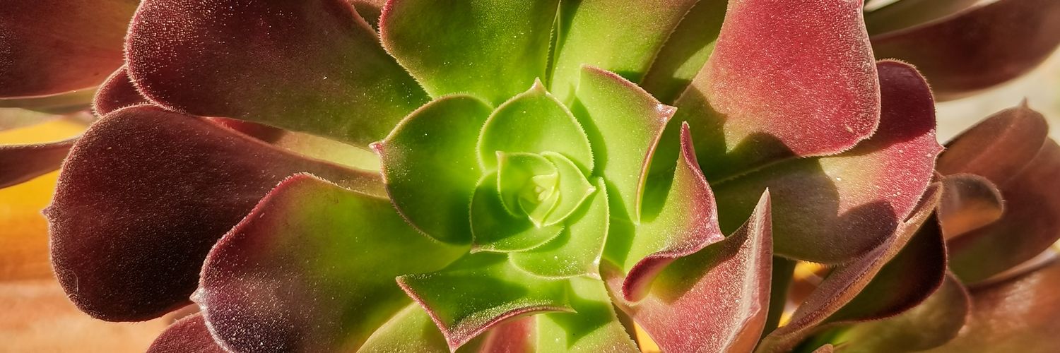 Domaine du Rayol banner