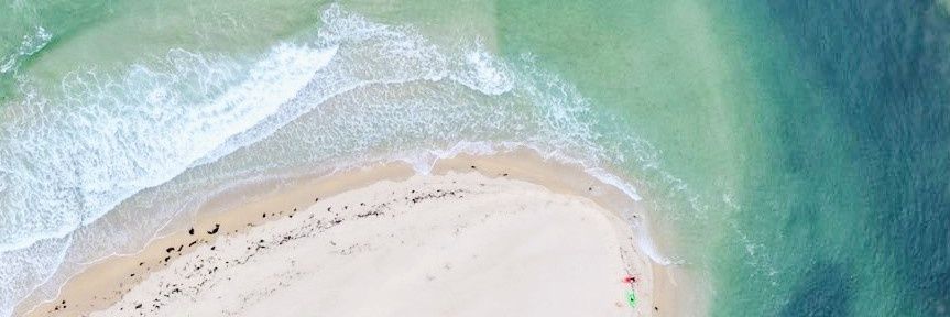 Caroline LS banner