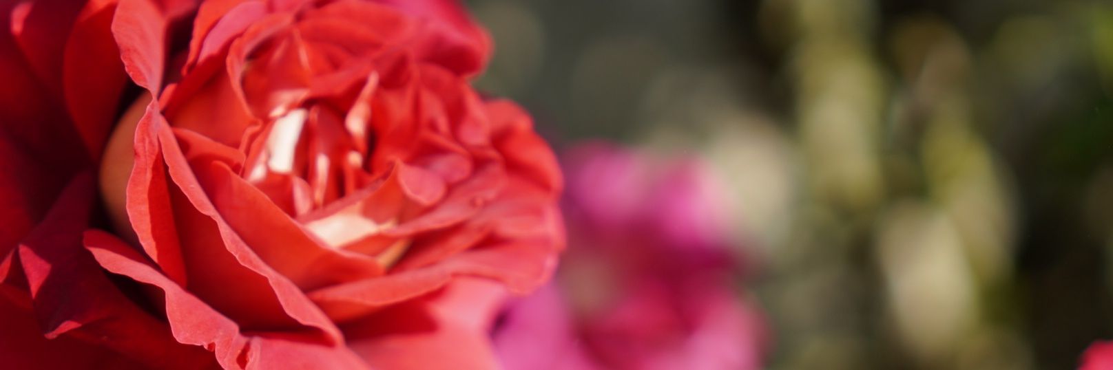 Maxime That OTT Guy banner