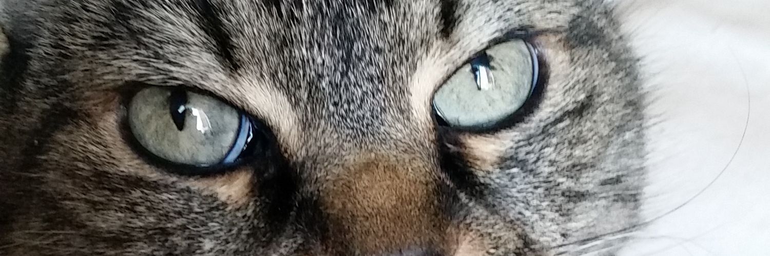 MsLivi56's profile banner image
