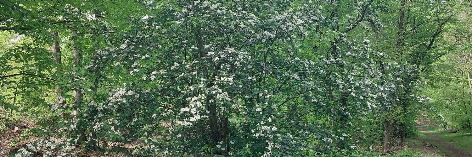 Downfall 🎮 🖤 ☕️ 🏳️‍🌈 banner