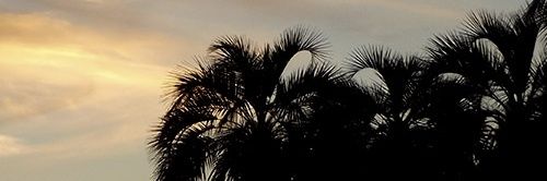 conchudisimo's profile banner image