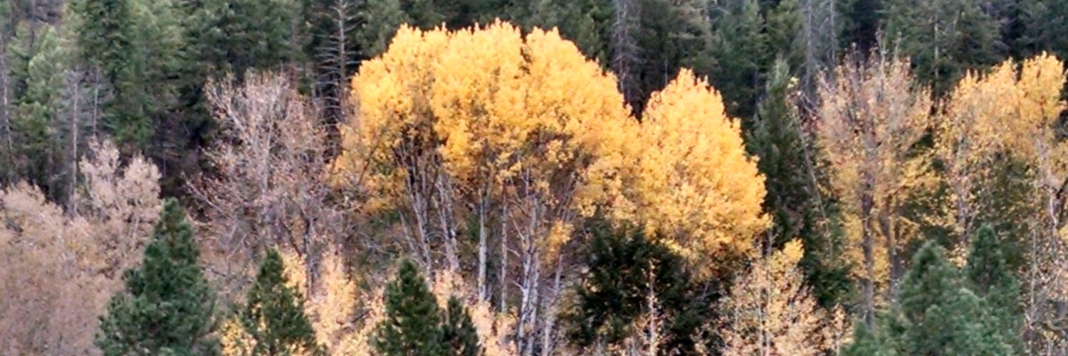 bewalker1's profile banner image