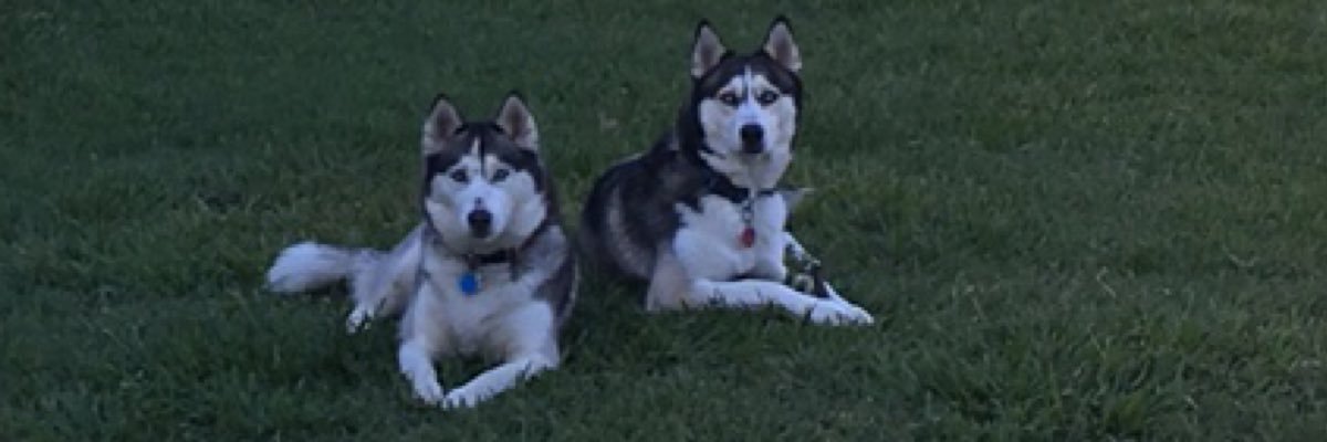 laurenesh11's profile banner image