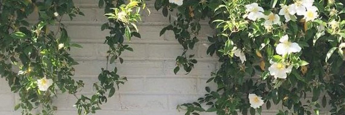 Rosetsdh's profile banner image