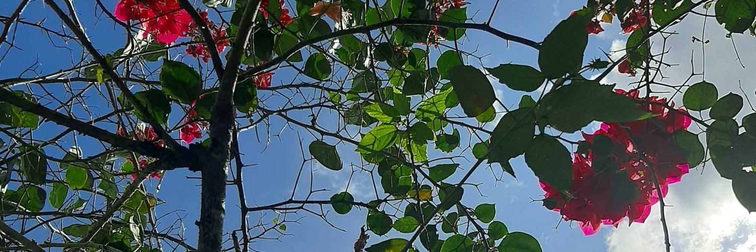 _joyceluane's profile banner image