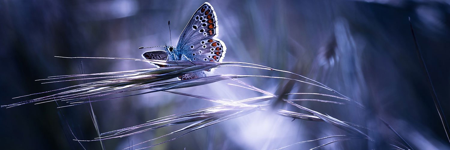 Walters_HeidiL's profile banner image