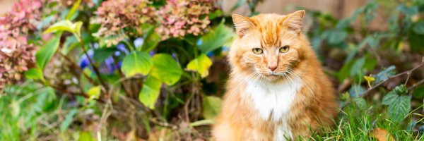 CatsCardiff Profile Banner