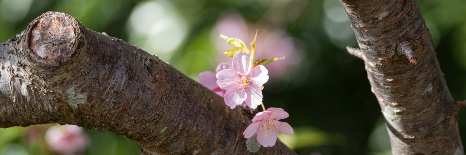 ストレートプレス banner