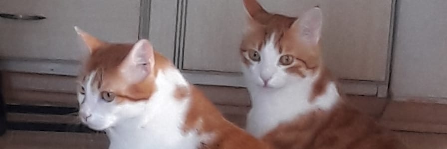 candan5641's profile banner image