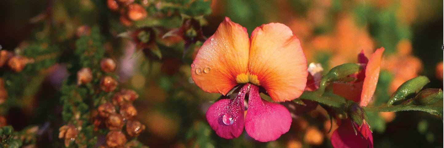 FriendsofKingsPark banner