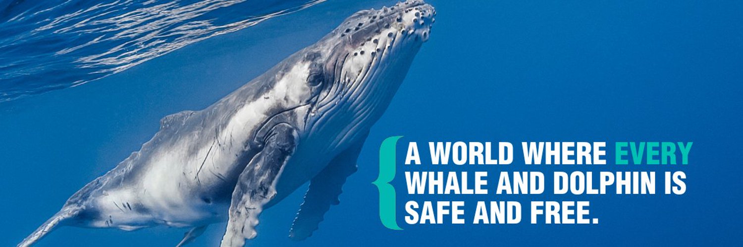 Whale and Dolphin Conservation (WDC) Profile Banner