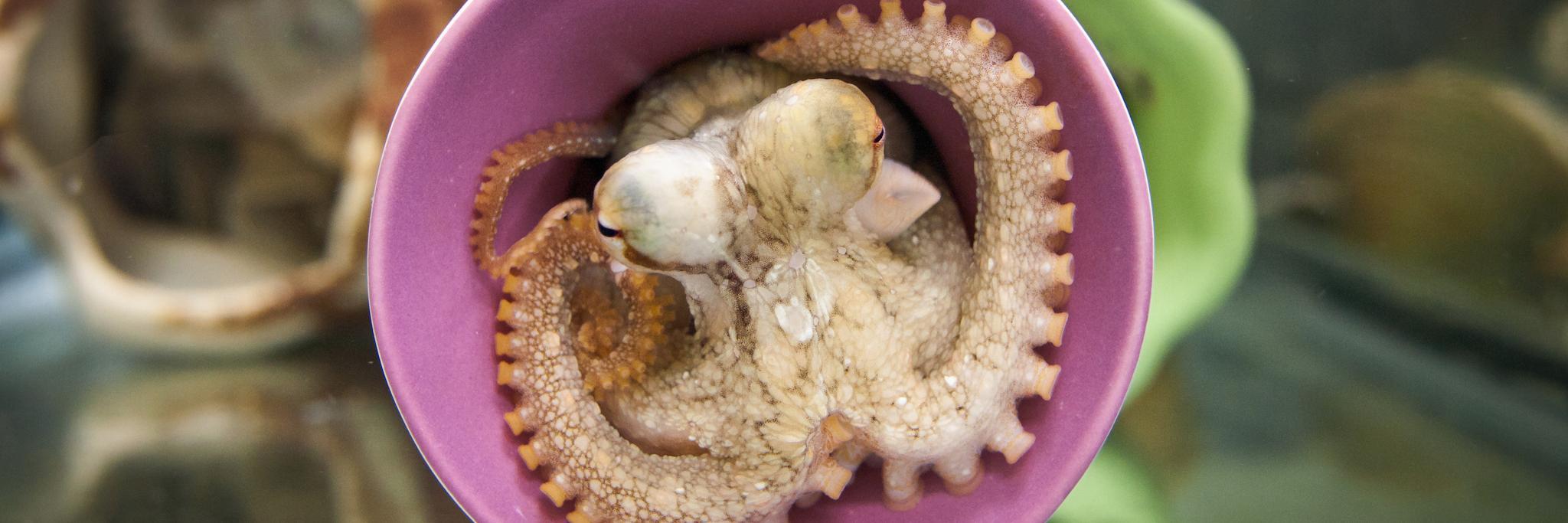 Carrie Albertin banner