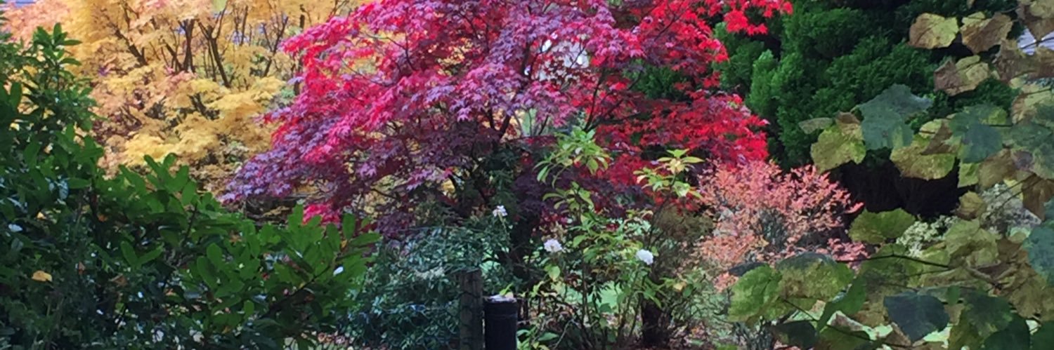 Rachel Duxbury banner