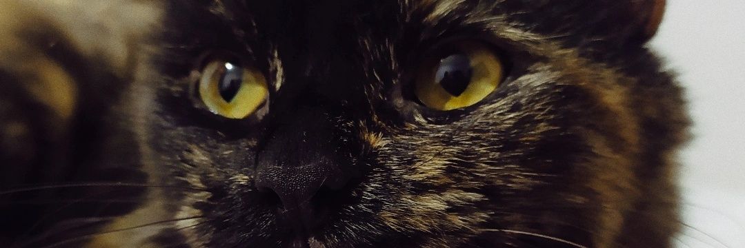 BrianBarroso10's profile banner image