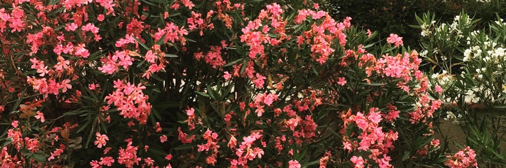 IRenoleau's profile banner image