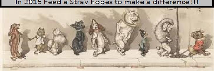 FeedAStray's profile banner image