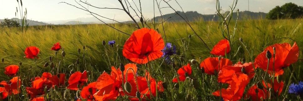 bente_ryan's profile banner image