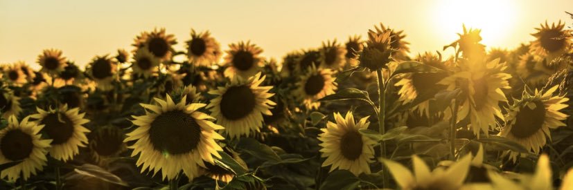 anna_cominato's profile banner image
